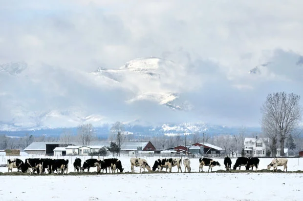 Economic resilience in the Bitterroot Valley